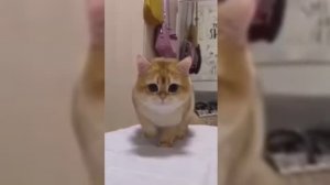 Как правильно назвать кота