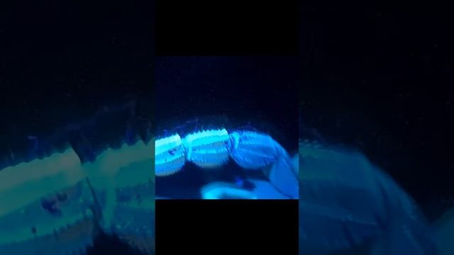 Under the UV: Scorpion Glow and the Secrets of Fluorescence! part 10 смотреть онлайн