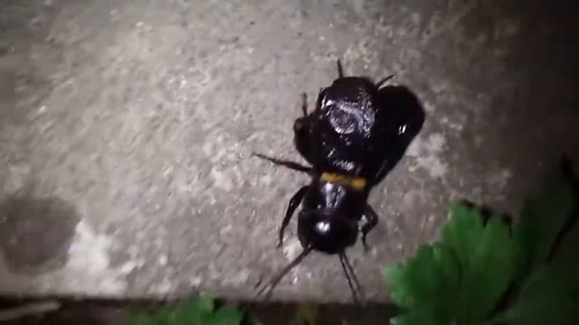 Сверчек ﻿/ Cricket смотреть онлайн