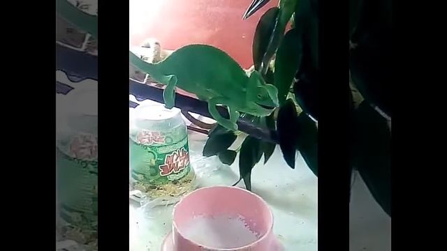 Мой еменский хамелион смотреть онлайн
