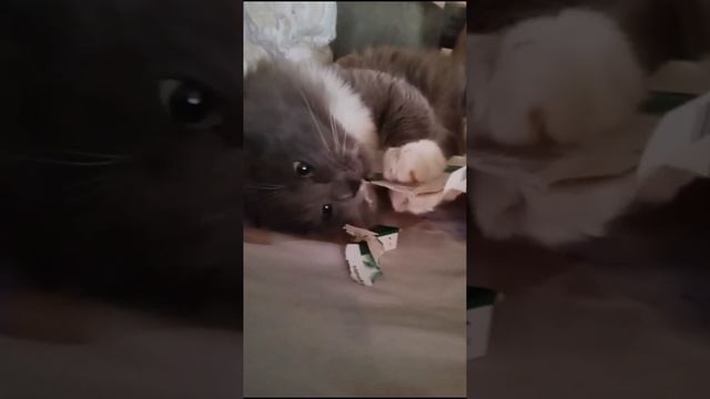 как зовут моих котов? зачем они едят цветы? сколько им лет? смотреть онлайн