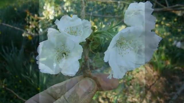 Prunus 'Tai Haku' смотреть онлайн