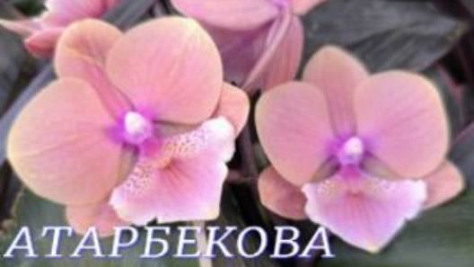 №1066/ СВЕЖАЯ поставка ОРХИДЕЙ в с/ц на АТАРБЕКОВА смотреть онлайн