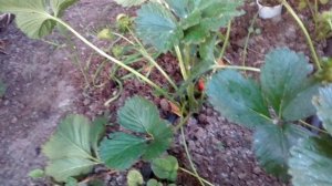 Клубника Монтерей плодоношение!!!