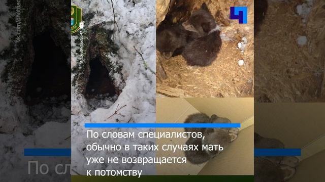 В Ленобласти спасли двух медвежат, оставленных матерью-медведицей смотреть онлайн