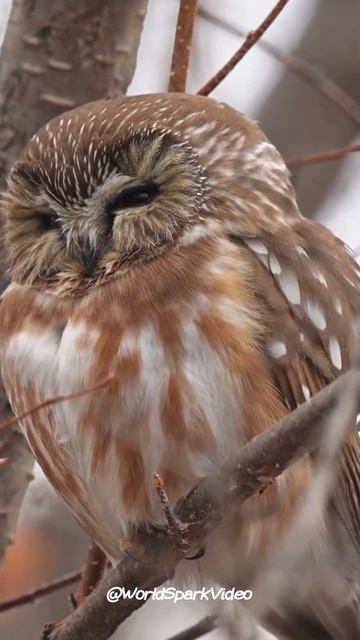 Tree Cavity Habitat: Saw Whet Owl #wildlife