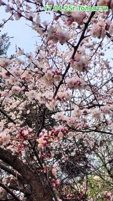 зацвёл абрикос смотреть онлайн