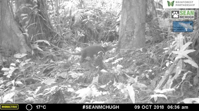 Mammals of the Colibri Cloudforest - raw camera station footage! смотреть онлайн
