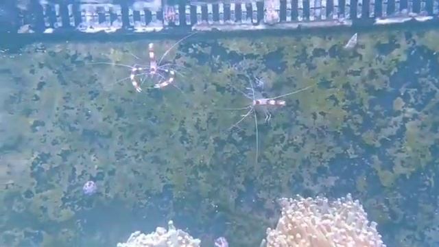 olha aí, camarão stenopus смотреть онлайн