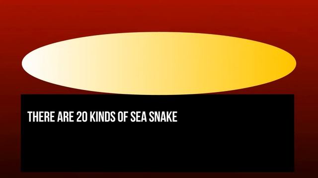 12 Species of Coral Snakes and Sea Snakes Found in India смотреть онлайн