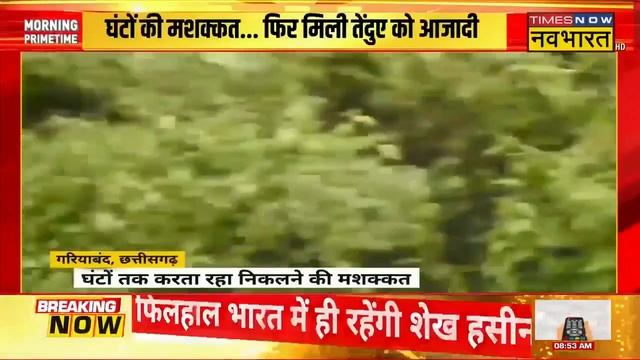 Chhattisgarh Leopard News | Gariyaband में शिकारियों ने बिछाया जाल, फंस गया तेंदुआ | Hindi News смотреть онлайн