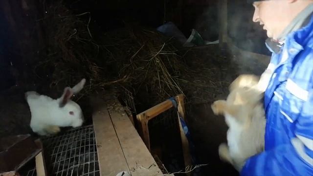 Мой выходной на миниферме#Свиньи #Кролики #Комбикорм_для_свиней смотреть онлайн