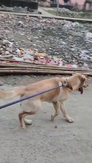 Labrador Gangnam Style 🐾😝#shorts #trending #video #love #animals #dogs #youtube #labrador  #meme