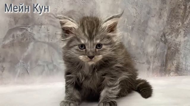 От Киви смотреть онлайн