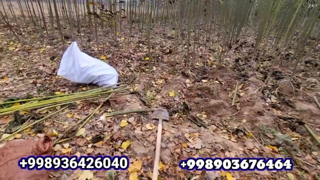 Павловния акция бошланди енди нархлар 1400 сумдан ( Павловния ) смотреть онлайн