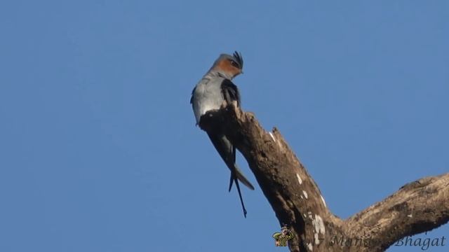 Crested Treeswift (Hemiprocne coronata) Male Preening смотреть онлайн