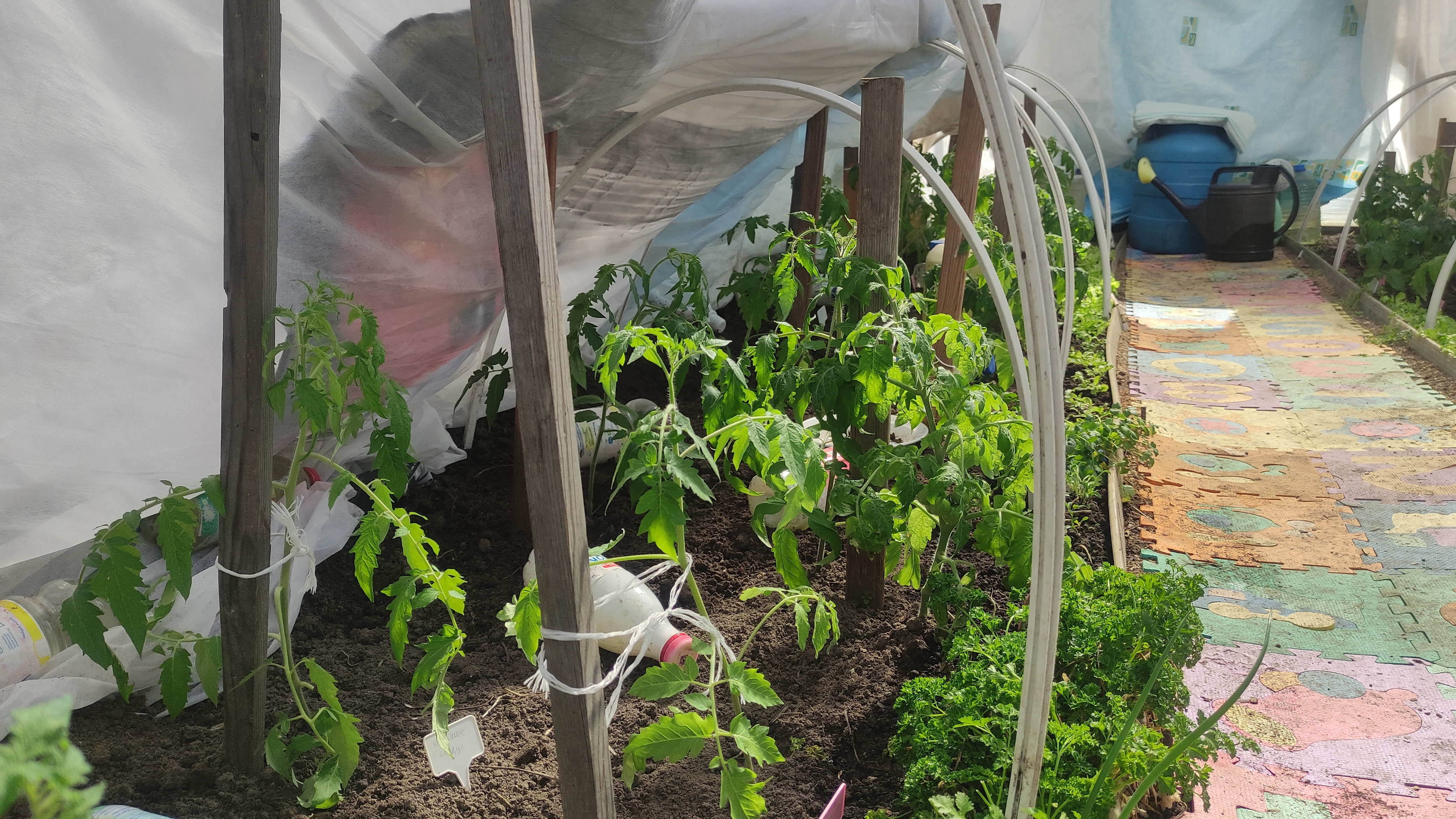 Высадили все томаты в неотапливаемую теплицу 16 апреля 2025. Город Брянск. Томатная теплица. смотреть онлайн