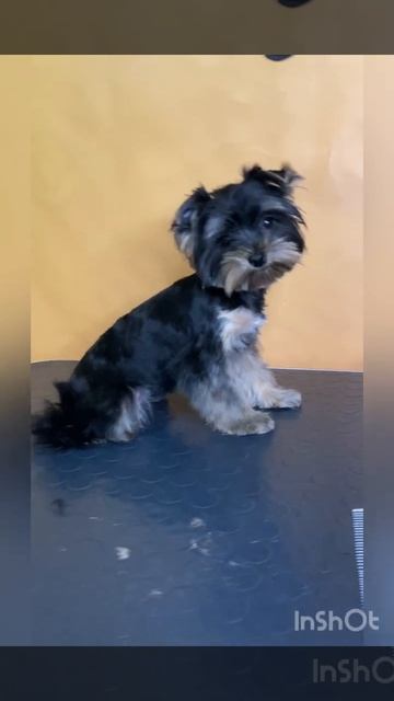 Йорк, стрижка Йорка смотреть онлайн