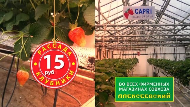 Alekseevskaya Klubnika rolik смотреть онлайн