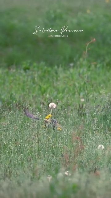 kestrel hunting skills смотреть онлайн