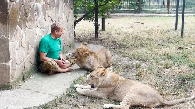 Асада ПРИСКАКАЛА и ОТОГНАЛА ВСЕХ от Олега Зубкова! Львята Симба, Шерхан и Миранда должны отступить смотреть онлайн
