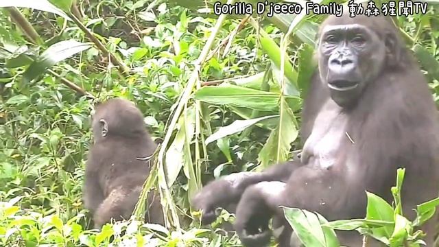 #ASMR #Gorilla #ゴリラ | D'jeeco Family 🦍Wonderful Short Film【#金剛猩猩】 #2022/1329 #動森猩聞 |Taipei Zoo 臺北動物