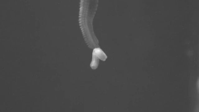 glycinde смотреть онлайн