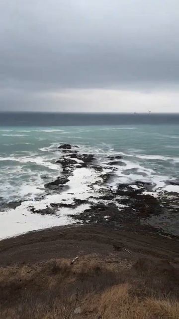 К берегам Сахалина подошла селёдка. Белые поля в море это нерестилища сельди. смотреть онлайн