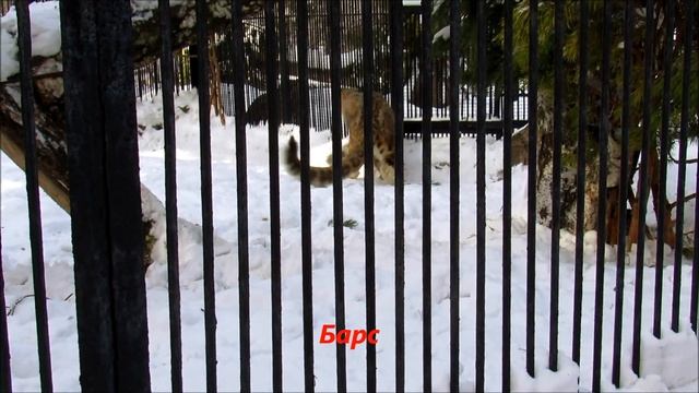 Прекрасные кошачьи  (гепард, барс, тигр). 03.03.19 г.