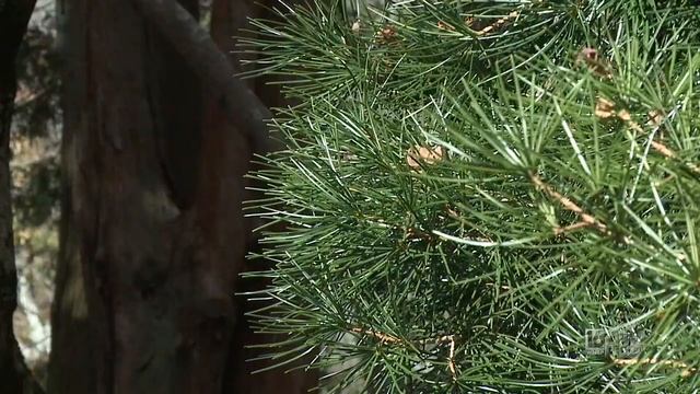 Tour The Winter Landscape Of The Morris Arboretum