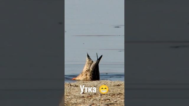 Утка кушает кверху попой! 😂😂😂 смотреть онлайн