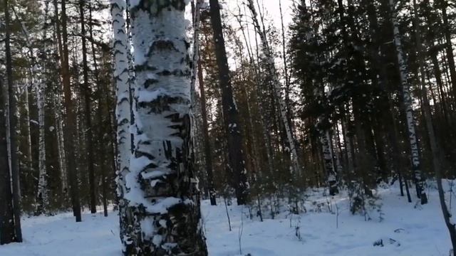 Прогулка с хаски по любимому лесу.| Обнимаю березу.|У меня на канале теперь есть шапка| смотреть онлайн