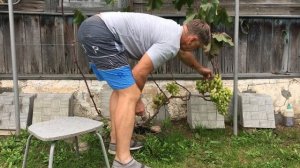 ВИНОГРАД СОРТ *ВИКТОР* -СОЗРЕВАНИЕ 31.08.2020 г.