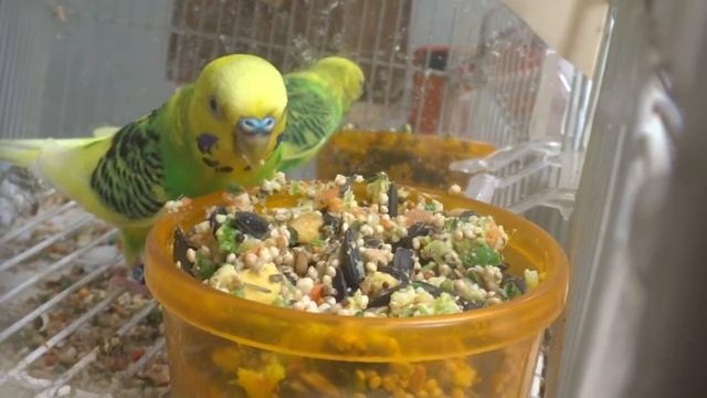 Budgie/Parakeet Eating Veggies(Lil Keekee)(Волнистых попугаев)(Волнистых попугаев) смотреть онлайн