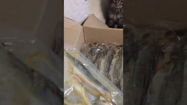 Коты сошли с ума смотреть онлайн