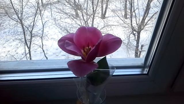 Тюльпан. смотреть онлайн