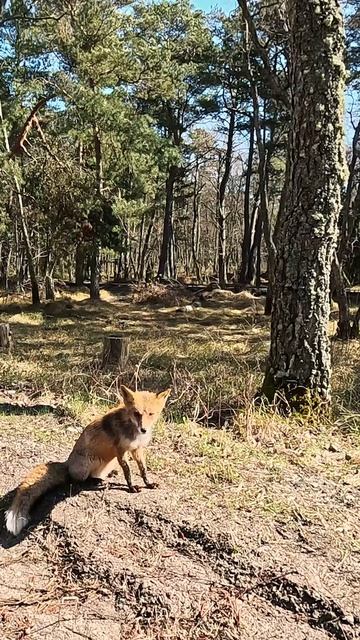 Лиса на Куршской Косе.Калининградская область.mp4 смотреть онлайн