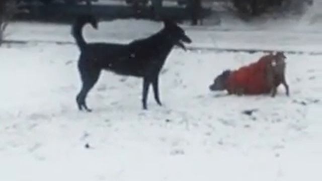 Жесть! дикий народ, боится снега, собачки гуляют. смотреть онлайн