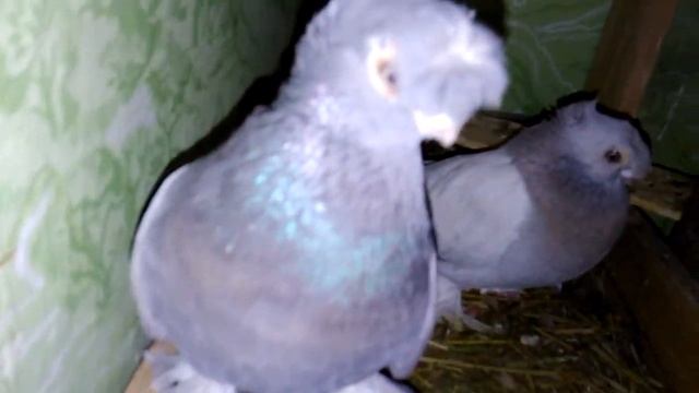 Голубка с чилика смотреть онлайн