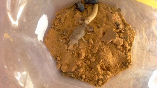 Feed the scorpion اصعام العقرب смотреть онлайн