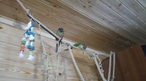 Песни и пляски Пиррура Фронталис