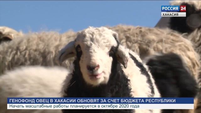 Генофонд овец в Хакасии обновят за счёт бюджета республики смотреть онлайн