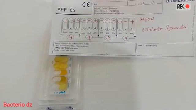 Citrobacter Freundii/Pantoea Spp 1/klebsiella Pneumoniae Ssp Pneumoniae/ Enterobacter Cloaceae.