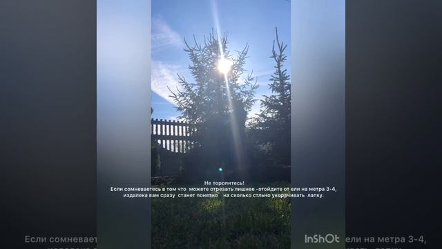 Стрижка ели ! Первая, формовочная смотреть онлайн