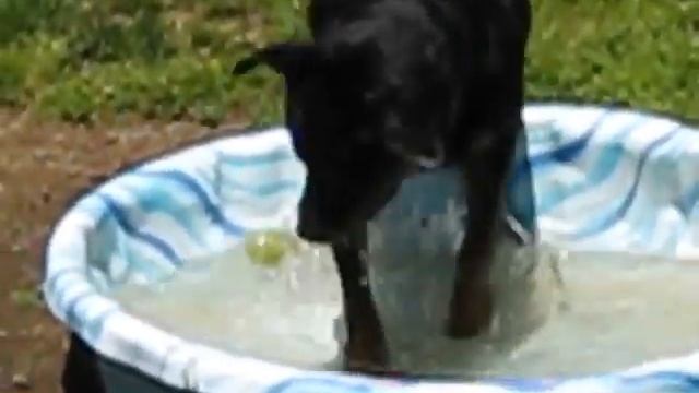 grizzly in the pool смотреть онлайн