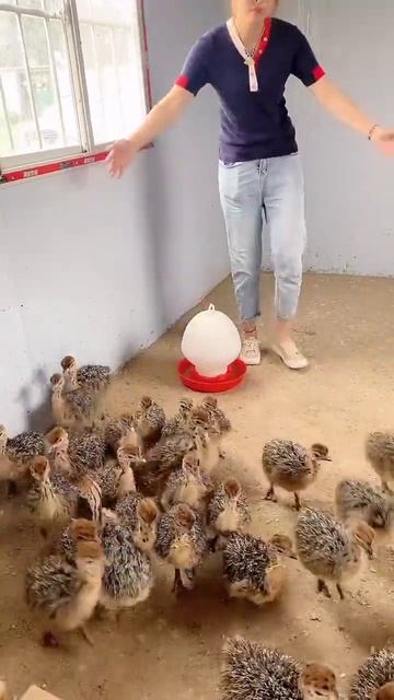 WOW Ostriches Farm ! I'm Working at Ostriches farm , Feeding to ostriches #ostrich #short25 смотреть онлайн
