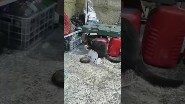 котенок-подросток отдается в добрые руки. прибился к рабочим, они за ним ухаживают. Владивосток смотреть онлайн