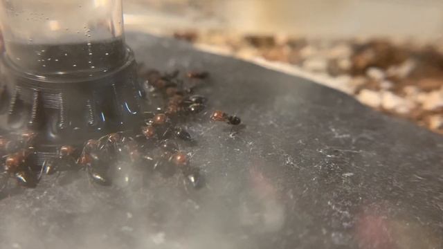 Crematogaster water partys смотреть онлайн