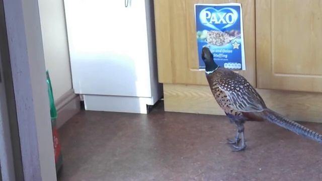 Pheasant stuffing himself смотреть онлайн