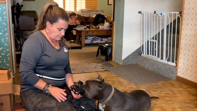 How to Desensitize Your Dog to a Muzzle | Instructions From a Certified Dog Trainer смотреть онлайн
